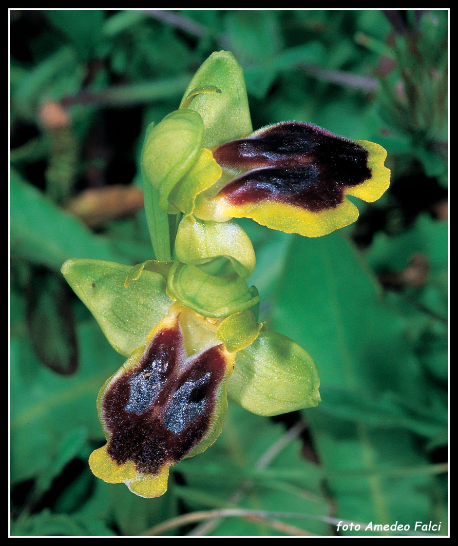 Ophrys laurensis: raro endemita della Sicilia